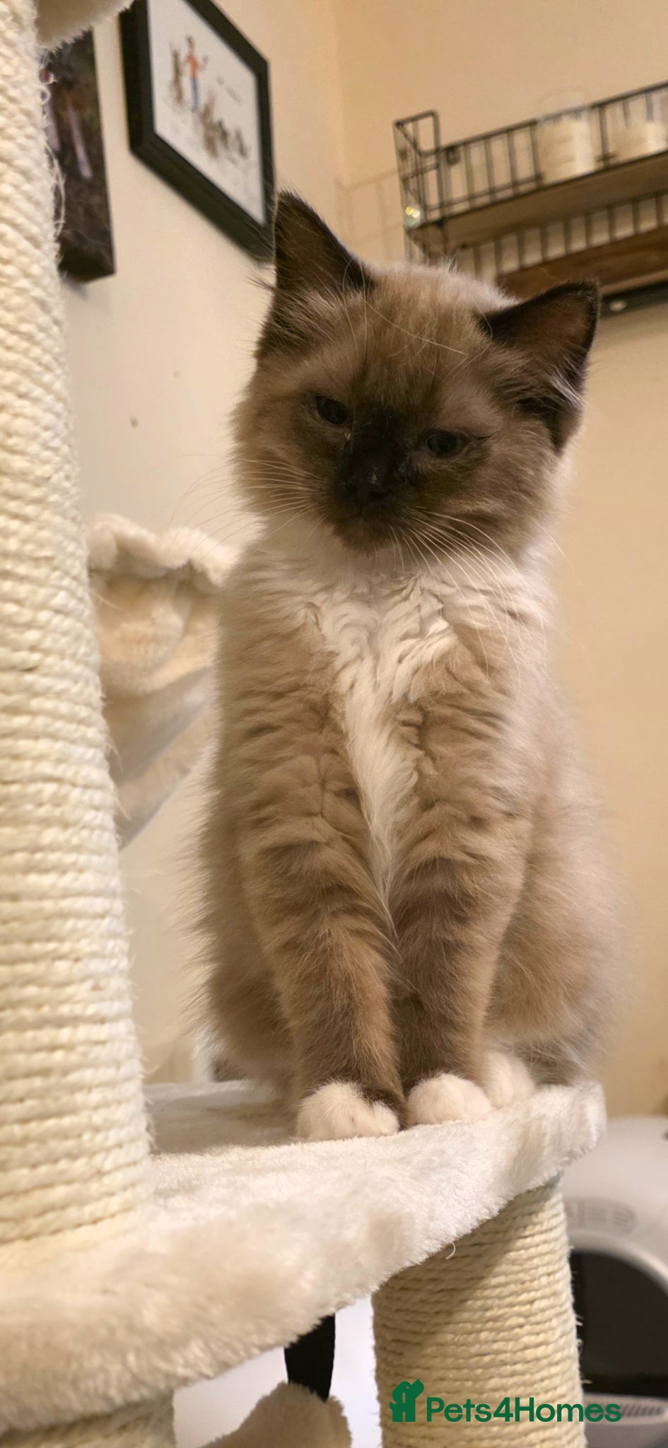 Ragdoll cats Beautiful Seal Mink Kitten - Advert 18