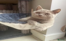 British Shorthair cats for sale: 🐾 TOP QUALLITY LILAC BSH reg GCCF purebred 🐾 - Image 24