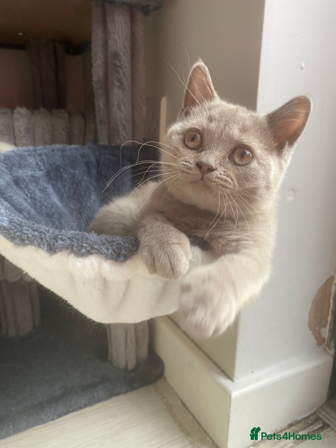British Shorthair cats for sale: 🐾 TOP QUALLITY LILAC BSH reg GCCF purebred 🐾 - Image 24