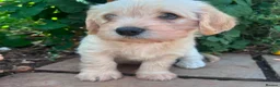 Mixed Breed dogs for sale: Cavachon - Fox Red Labrador - Rare F1 Cavador - Advert 18