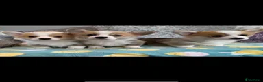 Welsh Corgi Pembroke 1