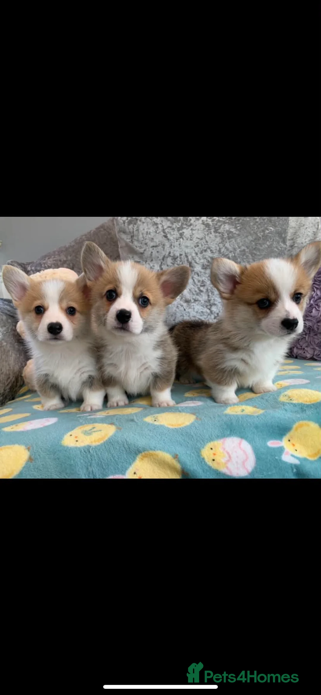 Welsh Corgi Pembroke dogs for sale: Stunning KC registered Corgi Pups - Advert 2