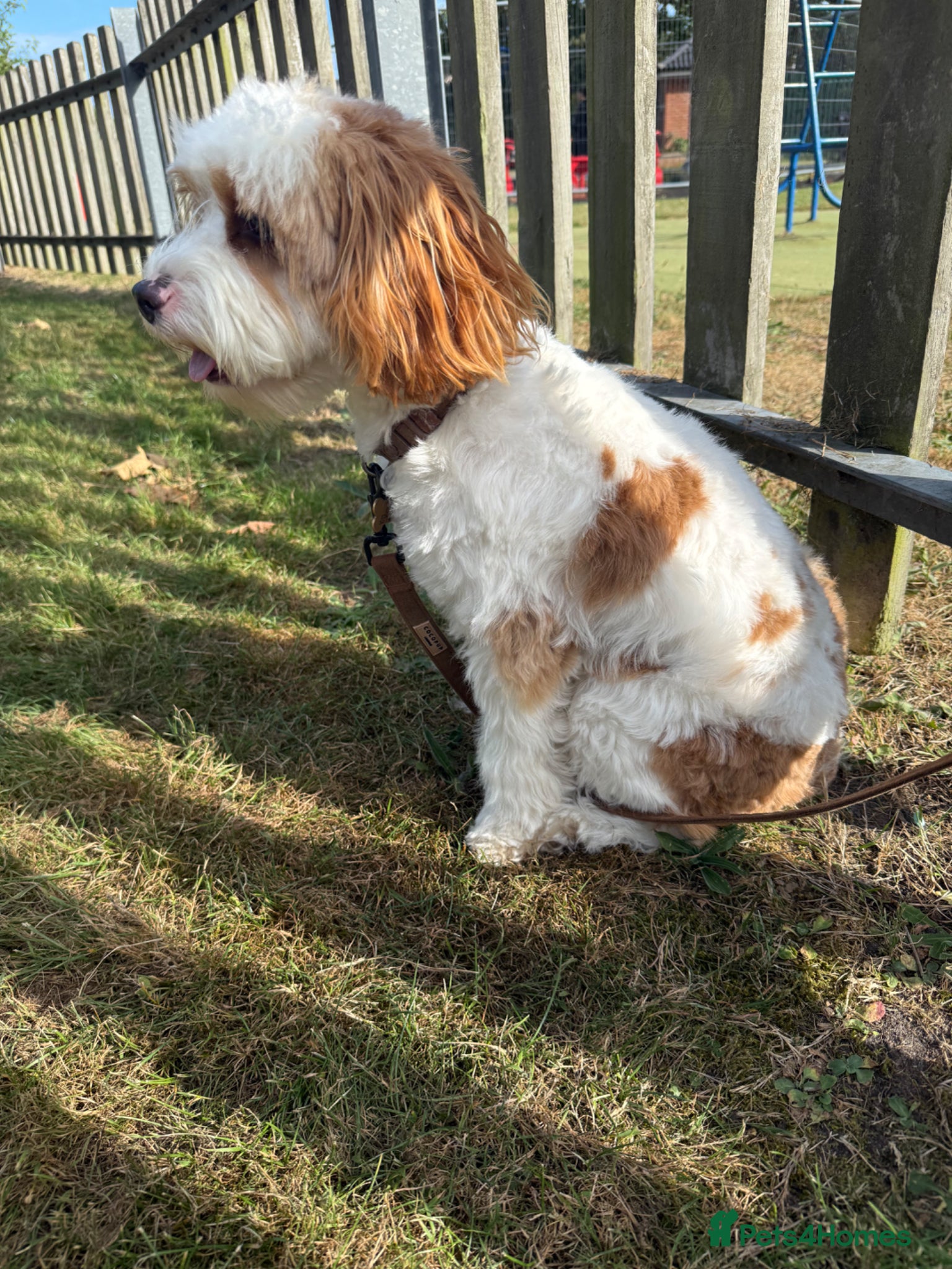 Cavapoo dogs for sale: Cavapoo - Advert 5