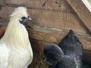 Chickens poultry Mr and Mrs Silky - great starter hens - Advert 9