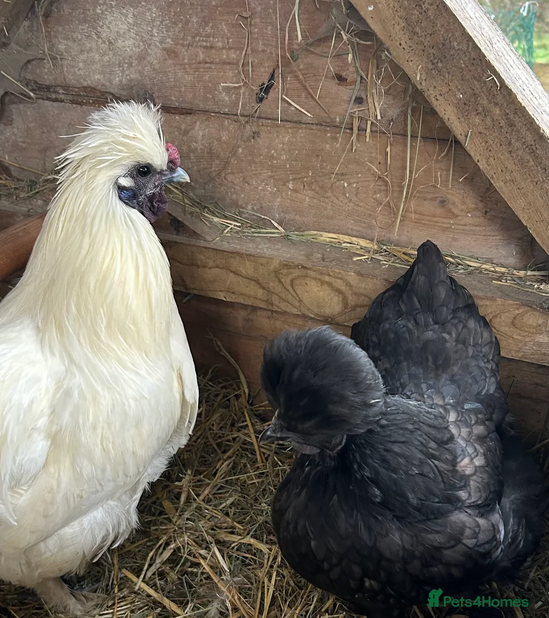 Chickens poultry for sale: Mr and Mrs Silky - great starter hens - Advert 1