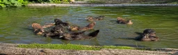Ducks poultry for sale: Muscovy ducklings  - Advert 1