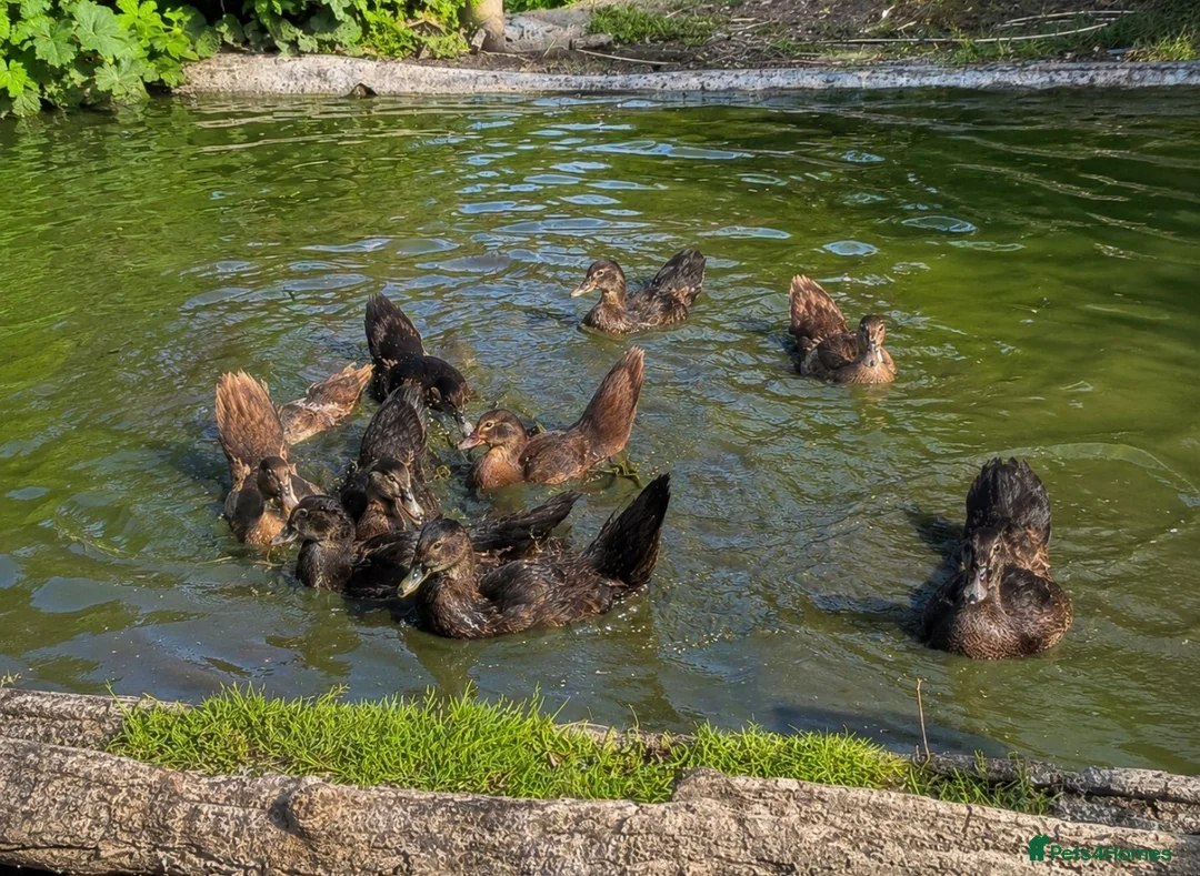 Ducks poultry for sale: Muscovy ducklings  - Advert 1