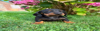 Black and tan girl no collar 