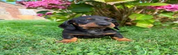 Miniature Dachshund dogs for sale: Kc reg, health tested,miniature dachshund puppies  - Advert 13