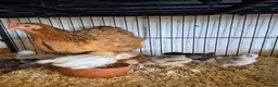 Chickens poultry for sale: Hen and 7 chicks for sale - Advert 4