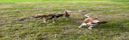 Mixed Breed dogs for sale: 6 month old pup  - Advert 7