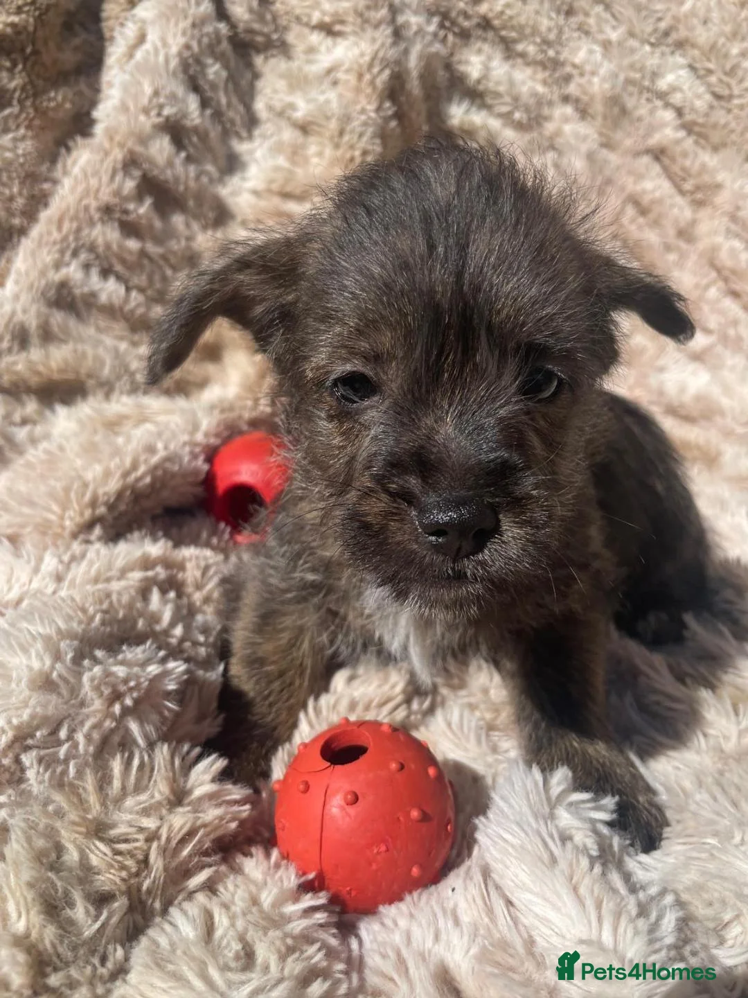 Mixed Breed dogs for sale: Puppies in litter are 8 weeks old. In Essex  - Advert 1