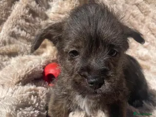 Mixed Breed dogs Puppies in litter are 8 weeks old. In Essex - Advert 16