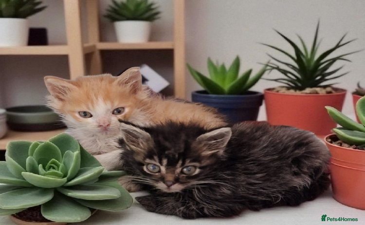 Maine Coon cats - Advert 2