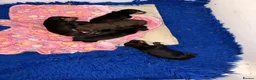 Miniature Dachshund dogs for sale: Dachshund Miniature Smooth Haired puppies - Advert 4