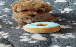Maltipoo dogs for sale:  Maltipoo puppies  mix litter - Image 8