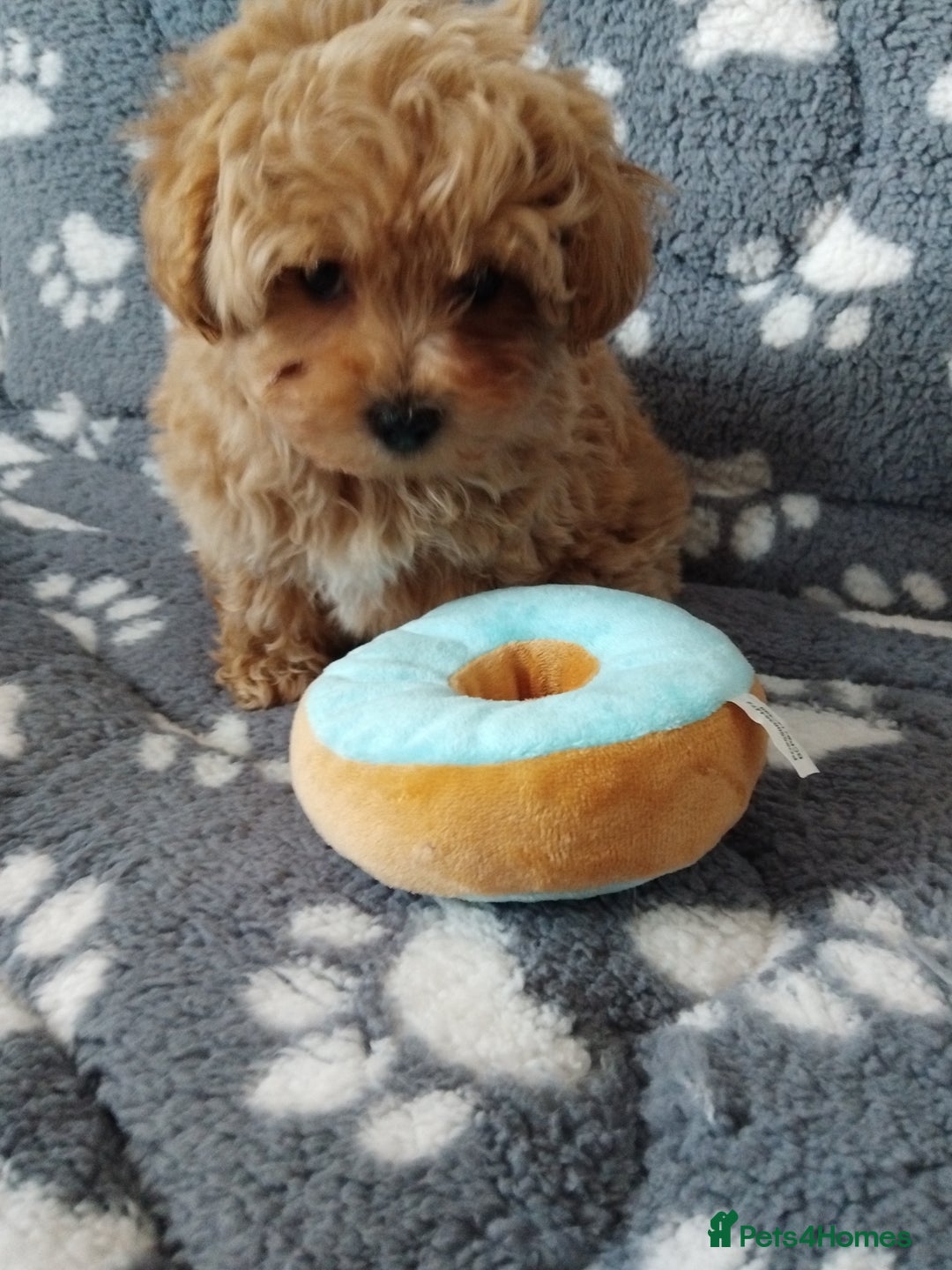 Maltipoo dogs for sale:  Maltipoo puppies  mix litter - Image 8