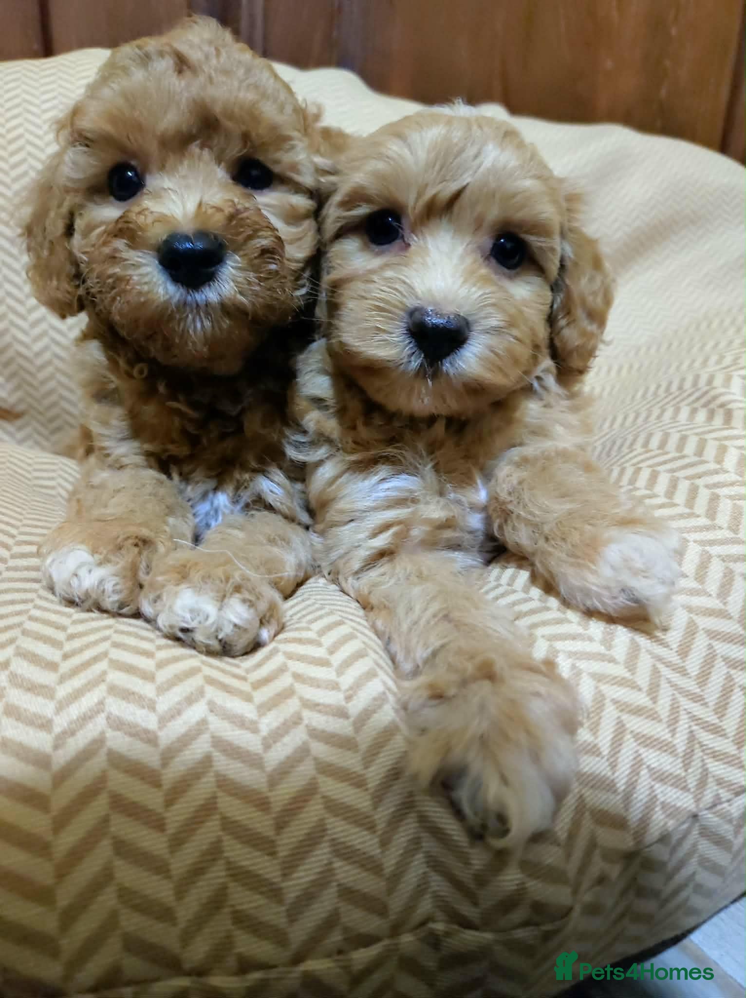 Maltipoo dogs Adorable Maltipoo Puppies 2 Girls 🐾 - Advert 1