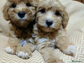 Maltipoo dogs Korean Maltipoo Puppies 2 Girls 🐾 - Advert 1