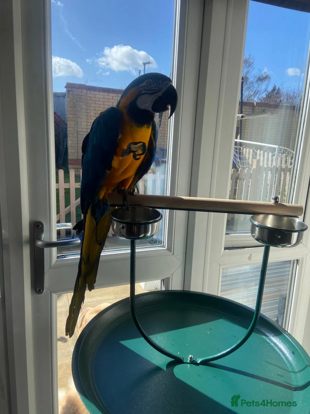 Macaws birds for sale: Blue and gold macaw  in Harwich - Advert 2