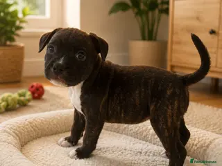 Staffordshire Bull Terrier dogs Kc reg black brindle staffys - Advert 18