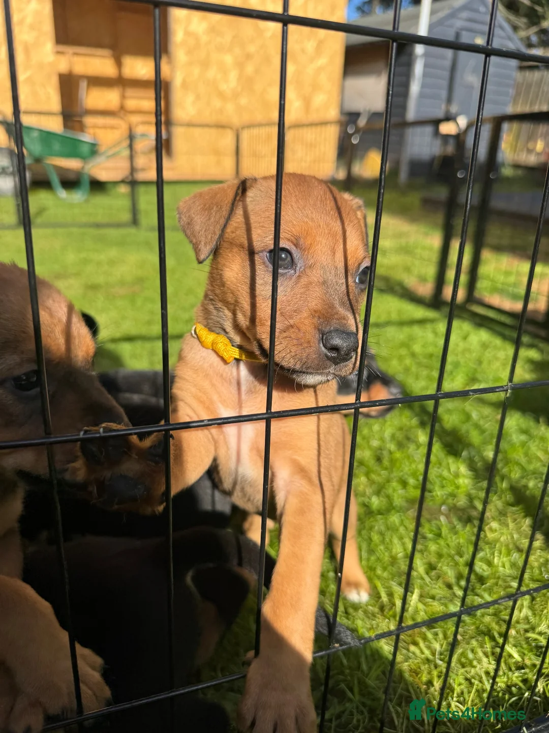 Mixed Breed dogs for sale: 1 PUP LEFT — Staffy X Rottweiler Mix Puppies - Advert 1
