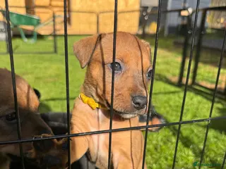 Mixed Breed dogs 1 PUP LEFT — Staffy X Rottweiler Mix Puppies - Advert 1