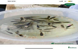 Goldfish fish for sale: Goldfish for sale  - Image 1
