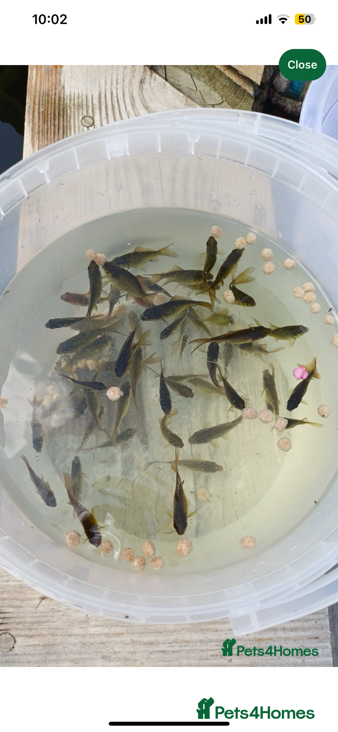 Goldfish fish for sale: Goldfish for sale  - Image 1
