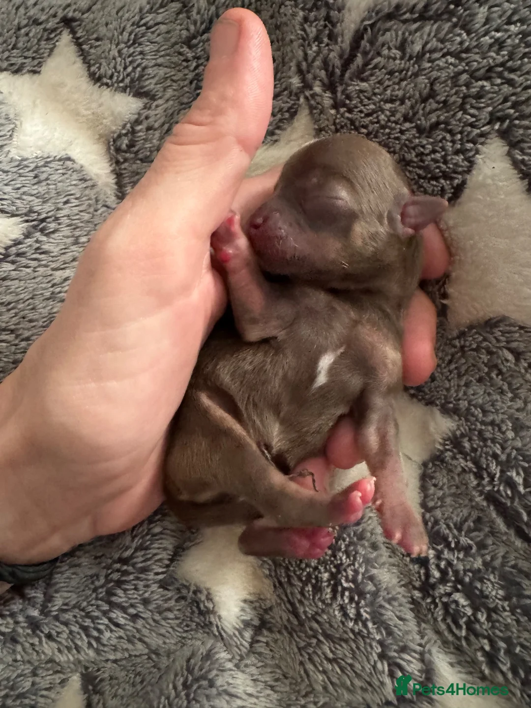 Chihuahua dogs for sale: Chihuahua Puppies in Bolton - Advert 5