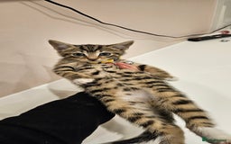 Domestic Shorthair cats for sale: Beautiful Tabby kittens - Advert 3