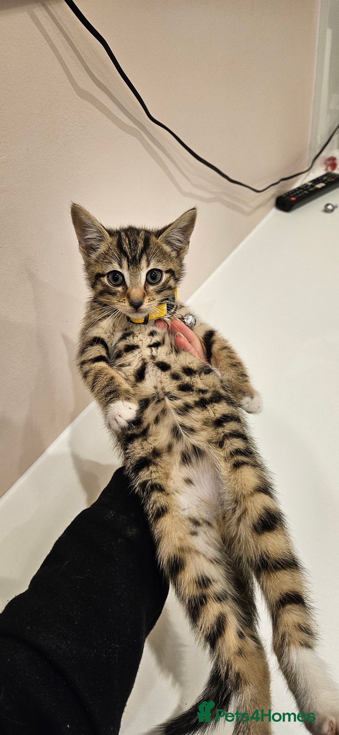 Domestic Shorthair cats for sale: Beautiful Tabby kittens - Advert 3