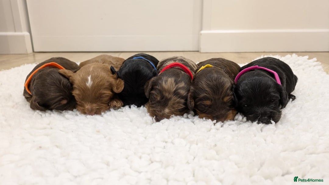 Cavapoo dogs for sale: F1 Cavapoos - Parents DNA Health Tested  - Advert 3