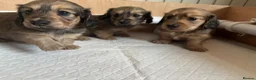 Miniature Dachshund dogs for sale: Shaded cream long haired miniature Daschunds  in Appleby-in-Westmorland - Advert 7