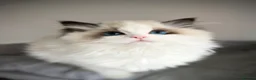 Ragdoll cats for sale: Dolly/baby face cuddling ragdoll boy - Advert 3
