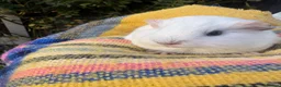 Guinea Pig rodents for sale: Baby guinea pigs  in Knaresborough - Advert 10