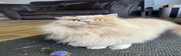 British Longhair cats for sale: Adult Fawn British Longhair Female - Advert 2