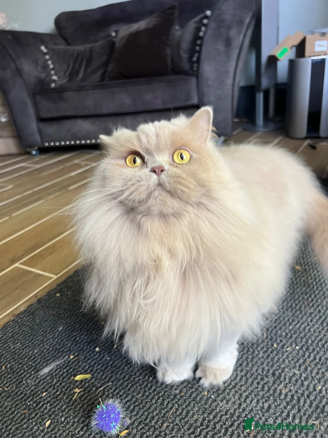 British Longhair cats for sale: Adult Fawn British Longhair Female - Advert 2