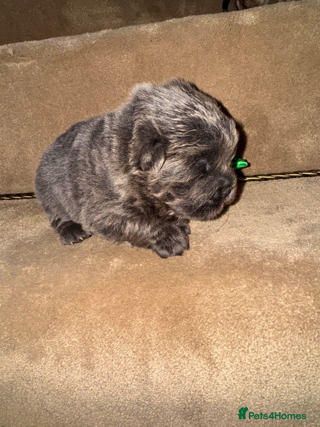 Chow Chow dogs for sale: Stunning kc reg puppies  - Advert 18