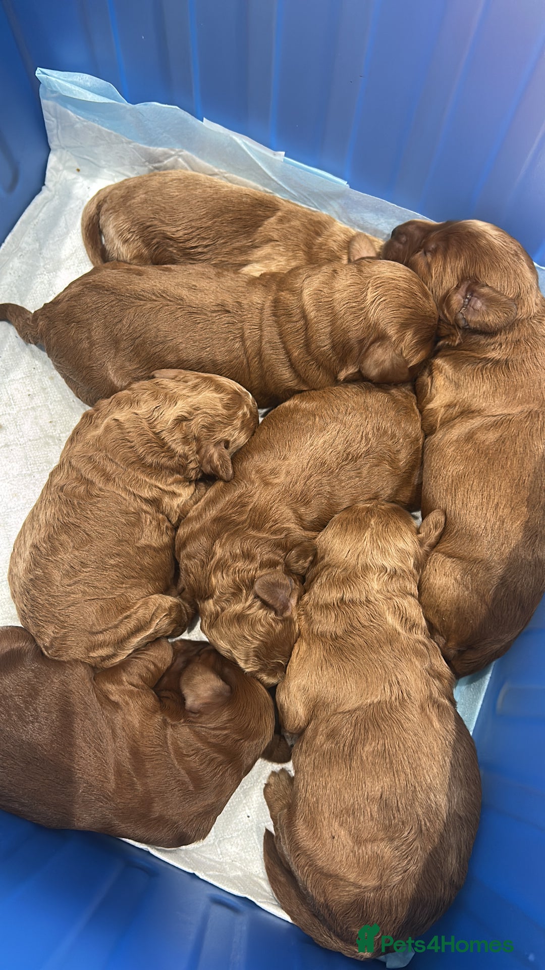 Irish Doodle dogs for sale: Irish Doodle cross miniature poodle f1b pups  - Image 3