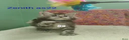 Maine Coon cats for sale: Gorgous maine coon kittens ❤️ - Advert 29