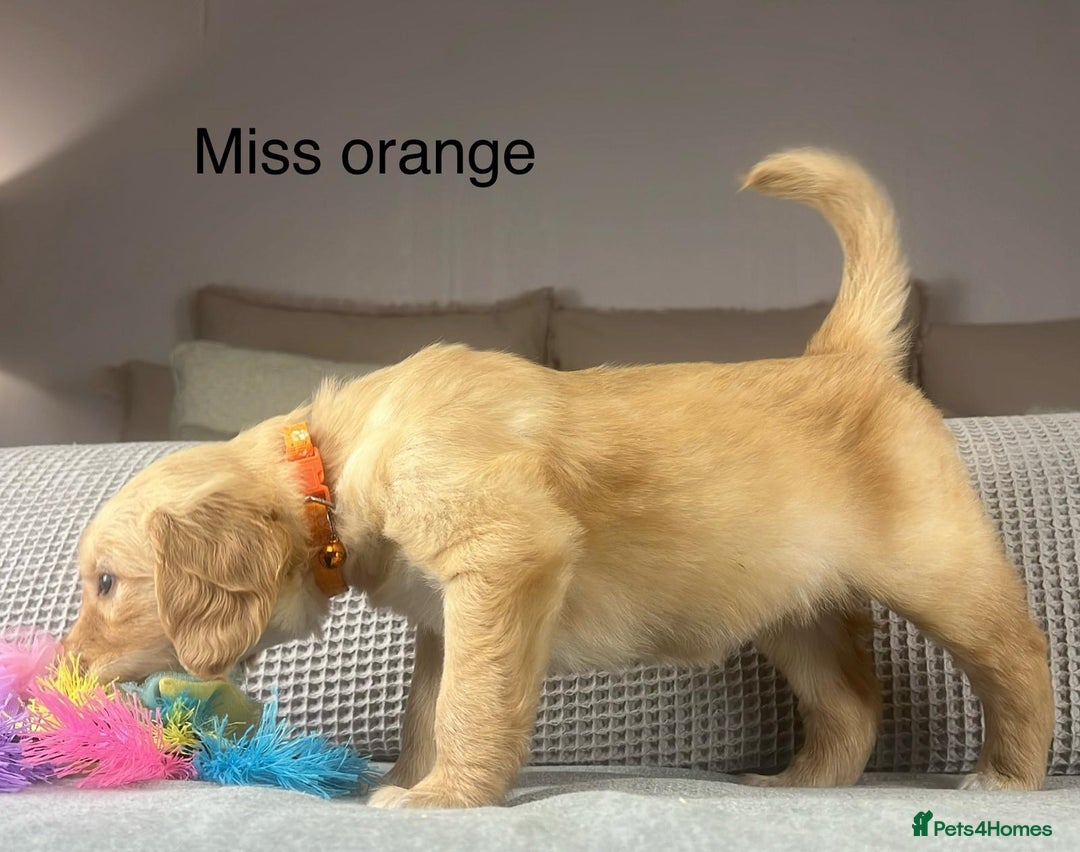 Golden Retriever dogs for sale: KC GOLDENS FROM HIP ELBOW DNA GOOD LINEAGE - Advert 17