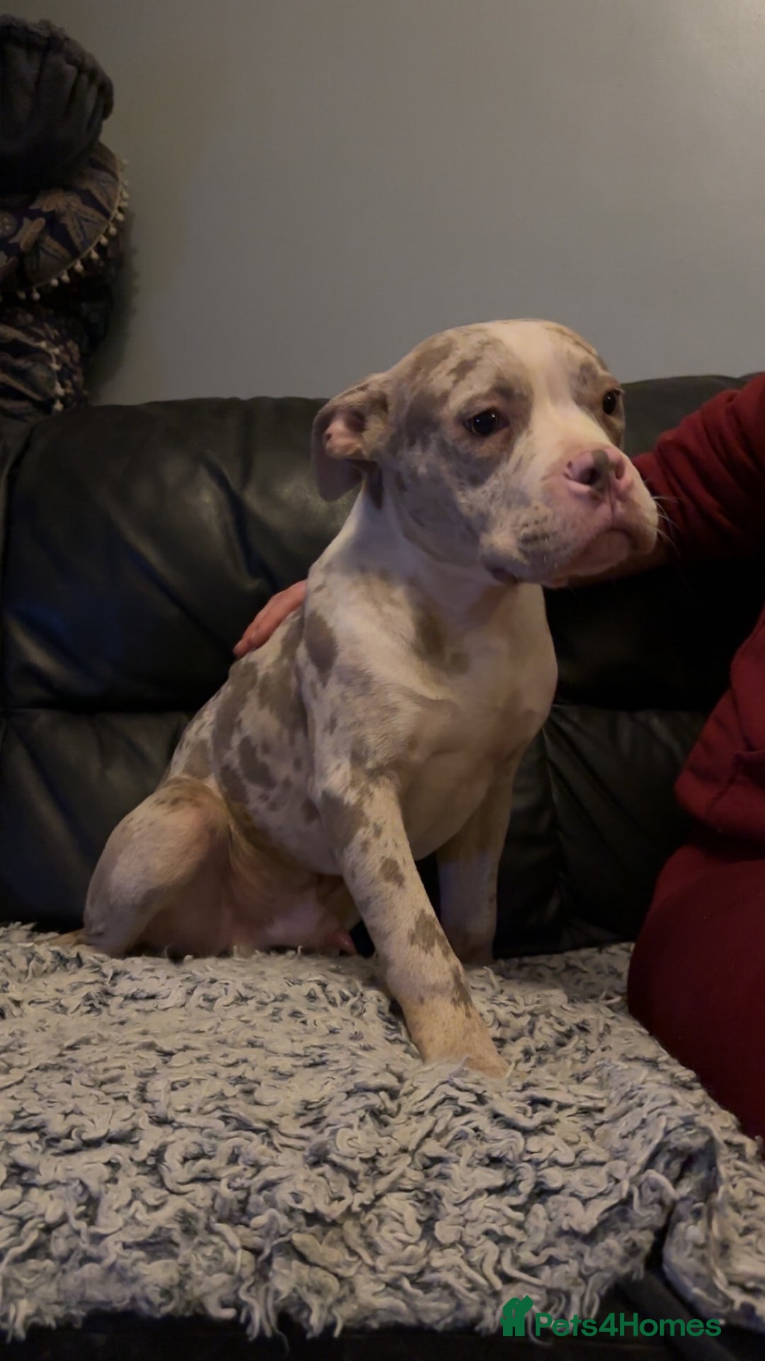 American Bully dogs for sale: Pocket bully pups  - Advert 5