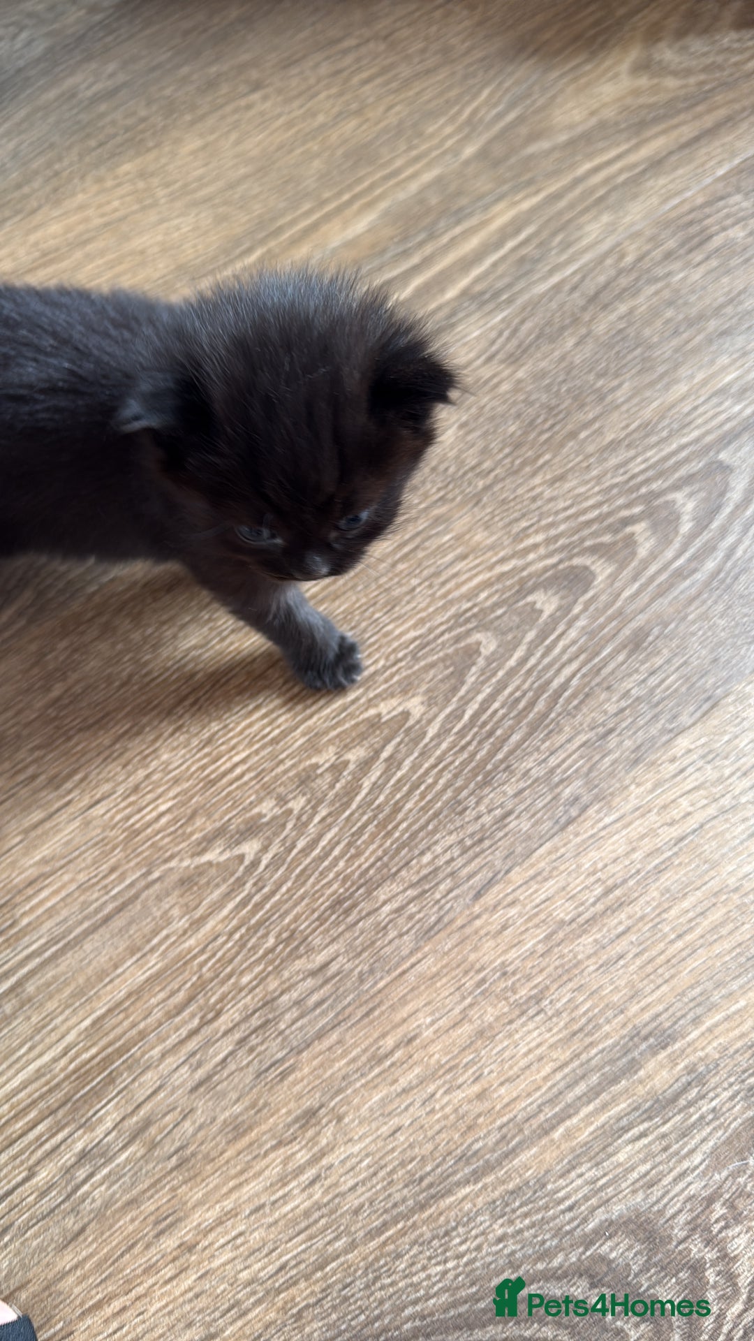 British Shorthair cats for sale: 3 british short hair kitty’s for sale  - Image 2