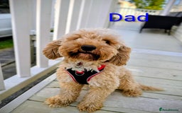 Mixed Breed dogs for sale: Male cockapoo X puppy - Image 6