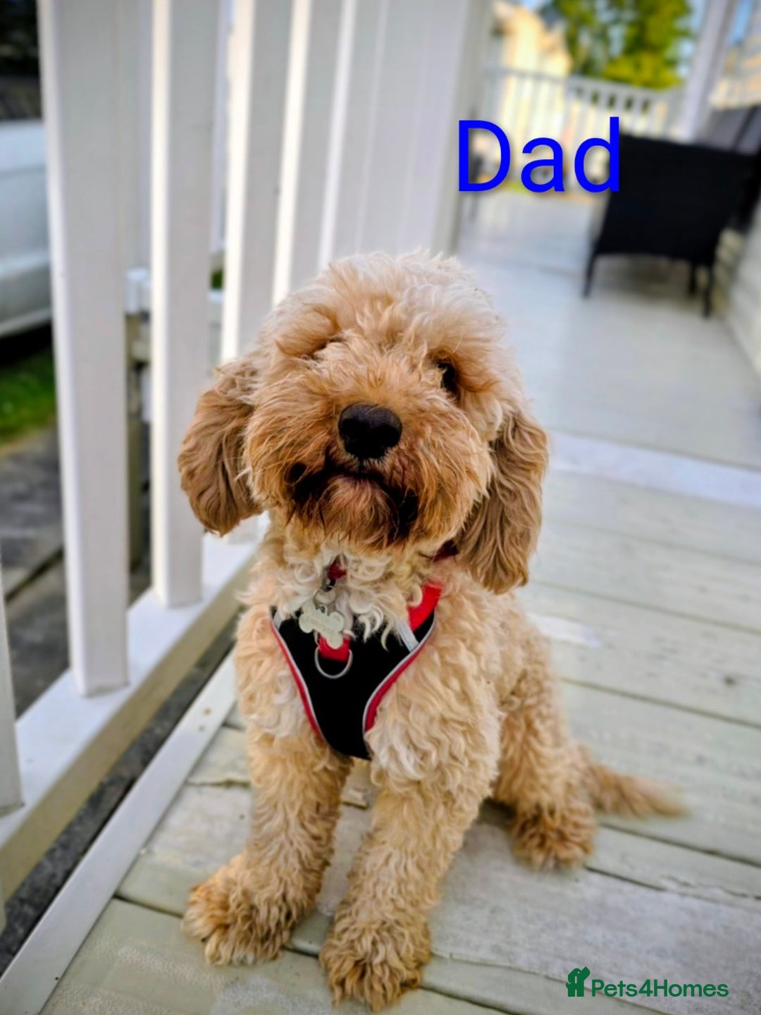 Mixed Breed dogs for sale: Male cockapoo X puppy - Image 6