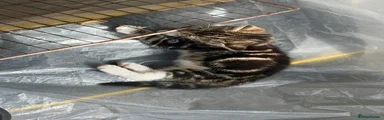 Domestic Shorthair 1
