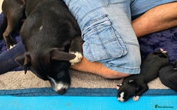 Mixed Breed dogs for sale: Short haired Collie pups - Image 8