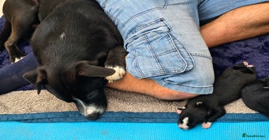 Mixed Breed dogs Short haired Collie pups - Advert 1