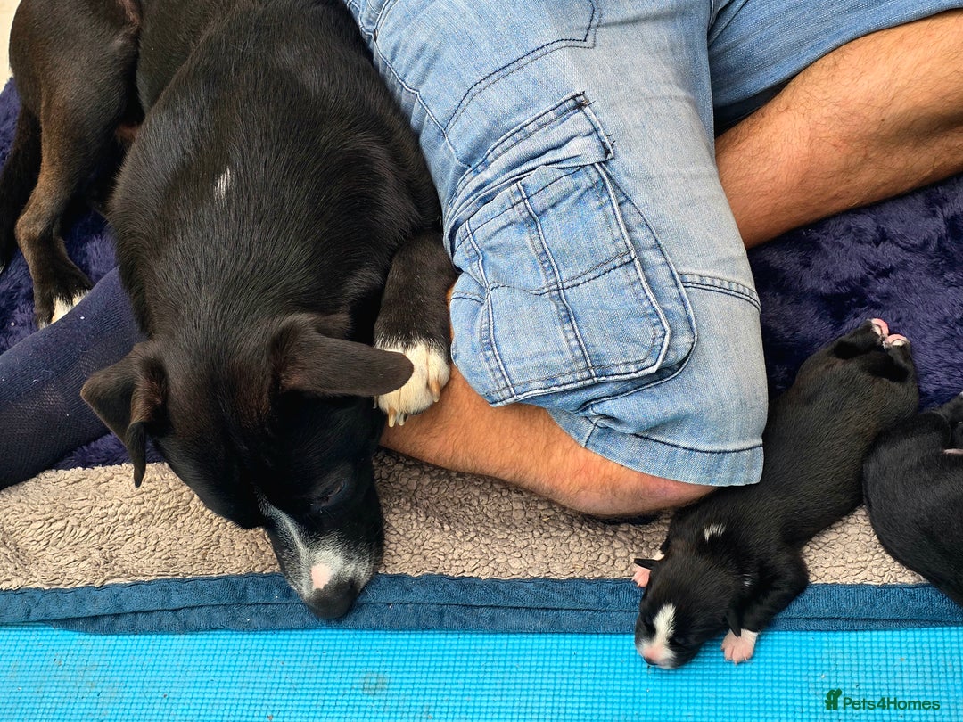 Mixed Breed dogs for sale: Short haired Collie pups - Image 8